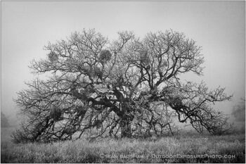 One Oak Stock Image, Rogue Valley, Oregon One Oak Stock Image, Rogue Valley, Oregon