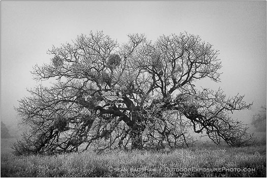 One Oak Stock Image, Rogue Valley, Oregon