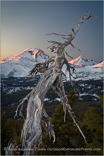 Cascade Snag Stock Image, Three Sisters, Oregon Cascade Snag Stock Image, Three Sisters, Oregon