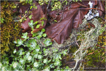 Forest Floor Stock Image Forest Floor Stock Image
