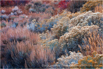 Desert Garden Stock Image, Great Basin, Nevada Desert Garden Stock Image, Great Basin, Nevada