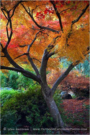 Fall Fantasy Stock Image, Ashland, Oregon Fall Fantasy Stock Image, Ashland, Oregon