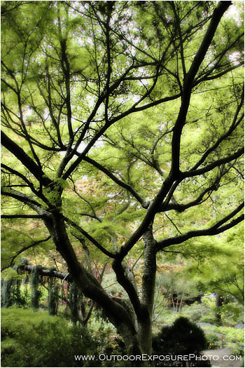 Diffused Stock Image, ashland, oregon Diffused Stock Image, ashland, oregon