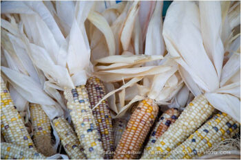 Corn Harvest Stock Image Corn Harvest Stock Image