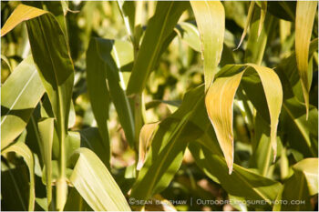Corn Stalks Stock Image Corn Stalks Stock Image