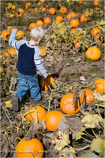 Kid in a Pumpkin Patch 2 Stock Image Kid in a Pumpkin Patch 2 Stock Image