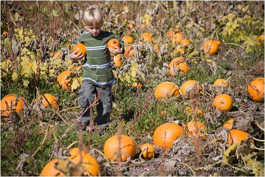 Kid in a Pumpkin Patch 3 Stock Image Kid in a Pumpkin Patch 3 Stock Image