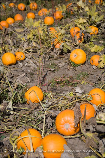 Pumpkin Patch Stock Image Pumpkin Patch Stock Image