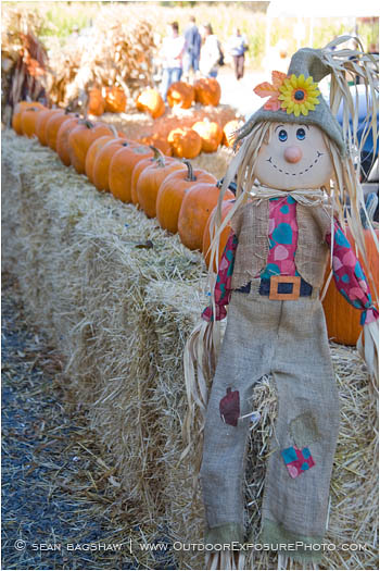 Scarecrow 3 Stock Image Scarecrow 3 Stock Image