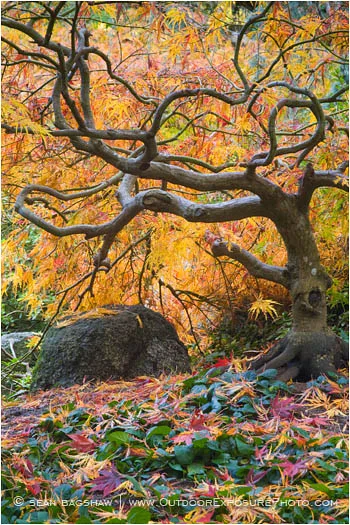 Bonsai Maple 2 Stock Image, Lithia Park, Ashland, Oregon Bonsai Maple 2 Stock Image, Lithia Park, Ashland, Oregon