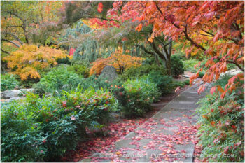 Japanese Garden Fall 3 Stock Image, Lithia Park, Ashland, Oregon Japanese Garden Fall 3 Stock Image, Lithia Park, Ashland, Oregon