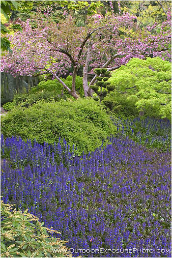 Japanese Garden In Spring Stock Image, Lithia Park, Ashland, Oregon Japanese Garden In Spring Stock Image, Lithia Park, Ashland, Oregon