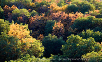 Fall Trees on Lower Table Rock Stock Image, rogue valley, Oregon Fall Trees on Lower Table Rock Stock Image, rogue valley, Oregon