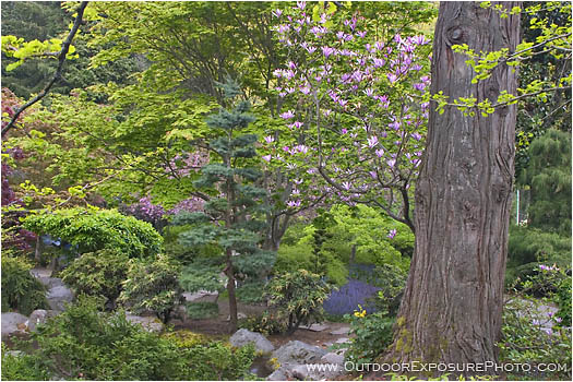 Japanese Garden In Spring II Stock Image, Lithia Park, Ashland, Oregon Japanese Garden In Spring II Stock Image, Lithia Park, Ashland, Oregon