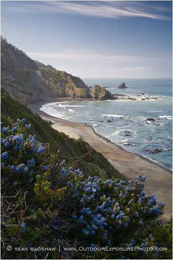 Ceanothus Coast Stock Image Northern California Ceanothus Coast Stock Image Northern California