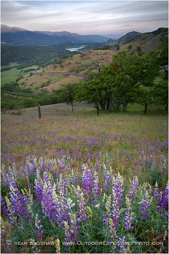Wildflowers on Greensprings Highway Stock Image, Ashland, Oregon Wildflowers on Greensprings Highway Stock Image, Ashland, Oregon