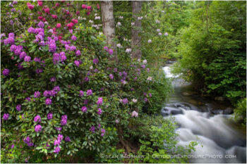 Ashland Creek with Rhododendrons Stock Image, Ashland, Oregon Ashland Creek with Rhododendrons Stock Image, Ashland, Oregon