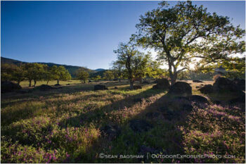 California Black Oak in a Vetch Field Stock Image, Ashland, Oregon California Black Oak in a Vetch Field Stock Image, Ashland, Oregon
