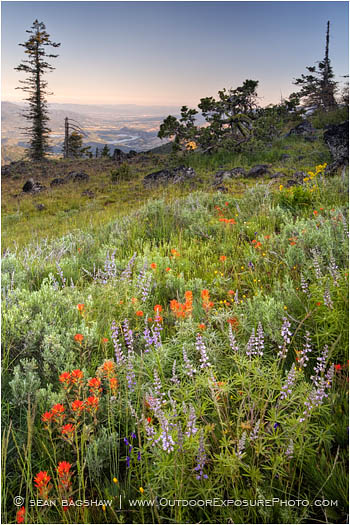 Soda Mountain Wildflowers Stock Image Ashland, Oregon Soda Mountain Wildflowers Stock Image Ashland, Oregon