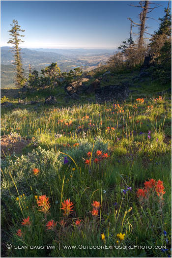 Soda Mountain Wildflowers 2 Stock Image Ashland, Oregon Soda Mountain Wildflowers 2 Stock Image Ashland, Oregon