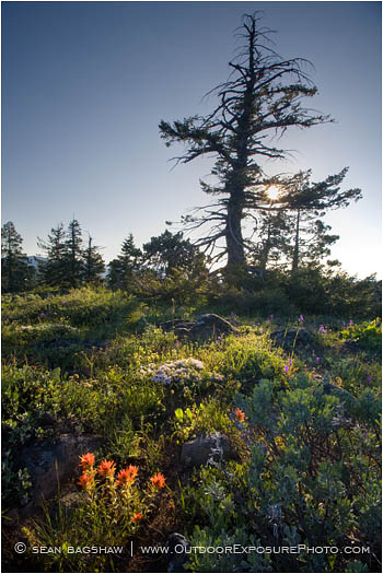 Soda Mountain Wildflowers 3 Stock Image Ashland, Oregon Soda Mountain Wildflowers 3 Stock Image Ashland, Oregon
