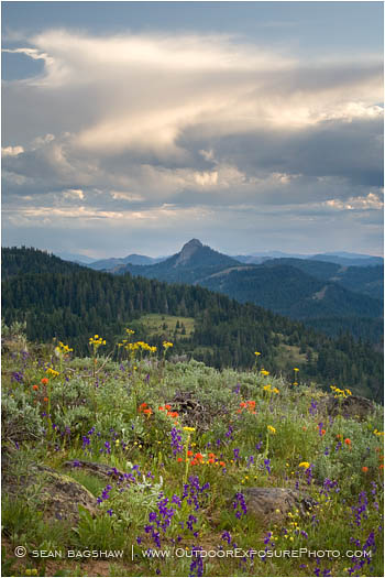 Soda Mountain Wildflowers 5 Stock Image Ashland, Oregon Soda Mountain Wildflowers 5 Stock Image Ashland, Oregon