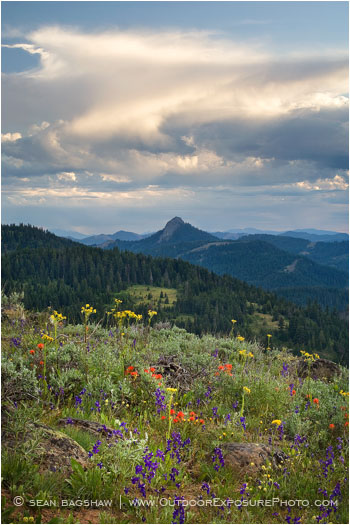 Soda Mountain Wildflowers 6 Stock Image Ashland, Oregon Soda Mountain Wildflowers 6 Stock Image Ashland, Oregon