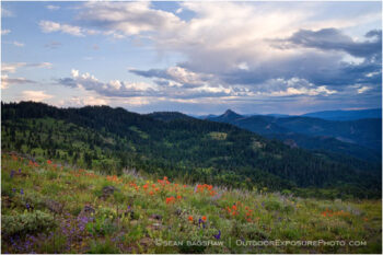 Soda Mountain Wildflowers 7 Stock Image Ashland, Oregon Soda Mountain Wildflowers 7 Stock Image Ashland, Oregon