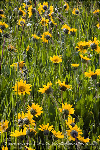 Yellow Wildflowers 2 Stock Image, rogue valley, Oregon Yellow Wildflowers 2 Stock Image, rogue valley, Oregon