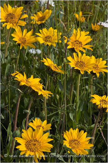 Yellow Wildflowers 3 Stock Image, rogue valley, Oregon Yellow Wildflowers 3 Stock Image, rogue valley, Oregon