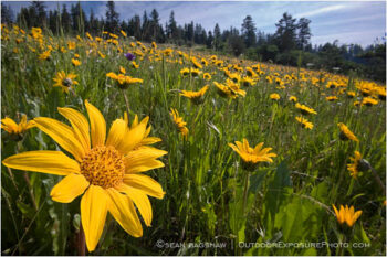 Yellow Wildflowers 4 Stock Image, rogue valley, Oregon Yellow Wildflowers 4 Stock Image, rogue valley, Oregon