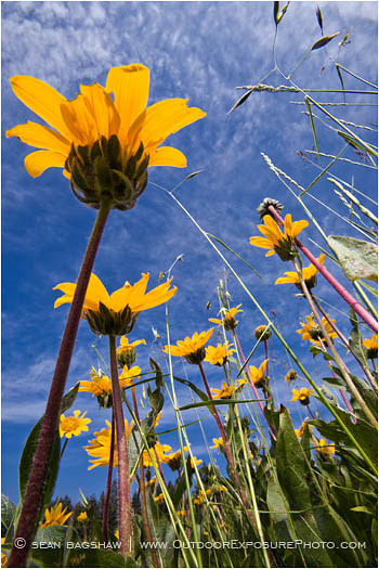 Yellow Wildflowers 5 Stock Image, rogue valley, Oregon Yellow Wildflowers 5 Stock Image, rogue valley, Oregon