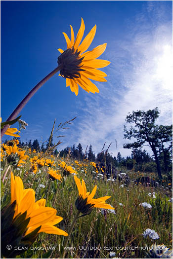Yellow Wildflowers 6 Stock Image, rogue valley, Oregon Yellow Wildflowers 6 Stock Image, rogue valley, Oregon
