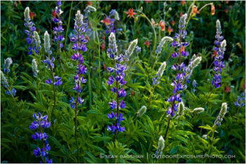 Lupine Stock Image Southern Oregon Lupine Stock Image Southern Oregon