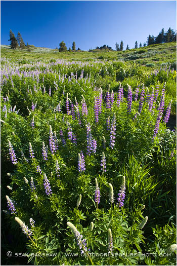 Lupine 2 Stock Image Southern Oregon Lupine 2 Stock Image Southern Oregon