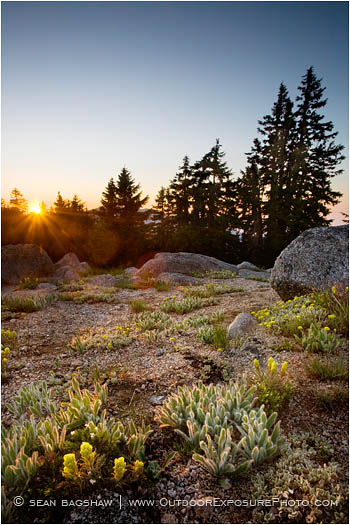 Summer Alpine Flowers on Mt. Ashland Stock Image Ashland, Oregon Summer Alpine Flowers on Mt. Ashland Stock Image Ashland, Oregon