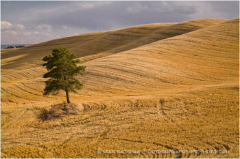 Lone Pine Tree Stock Image Palouse, Washington Lone Pine Tree Stock Image Palouse, Washington