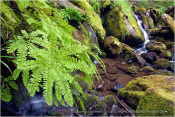 Fern by Watson Creek Stock Image North Umpqua River, Oregon Fern by Watson Creek Stock Image North Umpqua River, Oregon