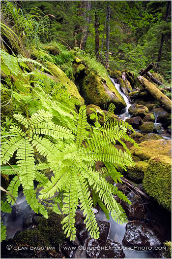 Fern by Watson Creek 2 Stock Image North Umpqua River, Oregon Fern by Watson Creek 2 Stock Image North Umpqua River, Oregon