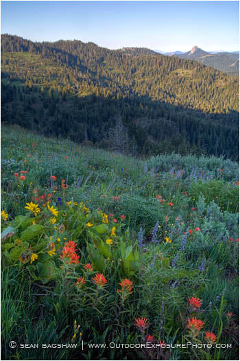 Soda Mountain Wildflowers 8 Stock Image Ashland, Oregon Soda Mountain Wildflowers 8 Stock Image Ashland, Oregon