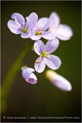 Oaks Toothwort Stock Image Columbia River Gorge, Oregon Oaks Toothwort Stock Image Columbia River Gorge, Oregon
