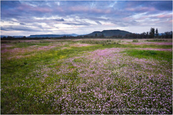 Table Rocks overlooking Wildflower field Stock Image Medford, Oregon Table Rocks overlooking Wildflower field Stock Image Medford, Oregon