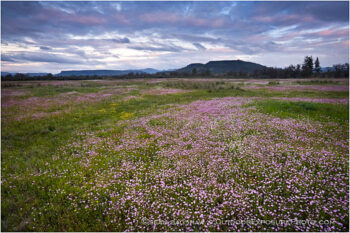 Table Rocks overlooking Wildflower field 2 Stock Image Medford, Oregon Table Rocks overlooking Wildflower field 2 Stock Image Medford, Oregon