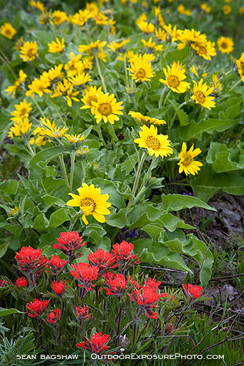 Rowena Wildflowers Stock Image Columbia Gorge, Oregon Rowena Wildflowers Stock Image Columbia Gorge, Oregon