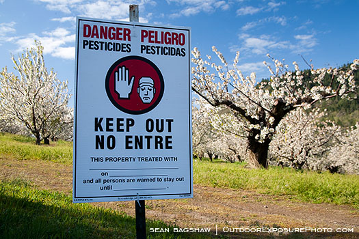 Cherry Orchard Danger Stock Image Columbia Gorge, Oregon