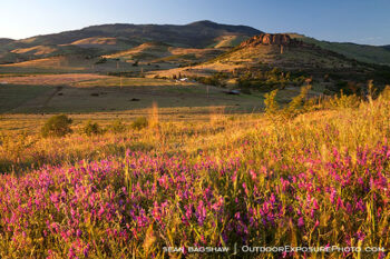 Grizzly Peak Wildflowers Stock Image, Ashland, Oregon Grizzly Peak Wildflowers Stock Image, Ashland, Oregon