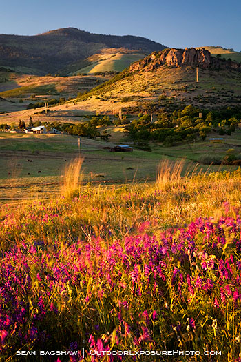 Grizzly Peak Wildflowers 2 Stock Image, Ashland, Oregon Grizzly Peak Wildflowers 2 Stock Image, Ashland, Oregon