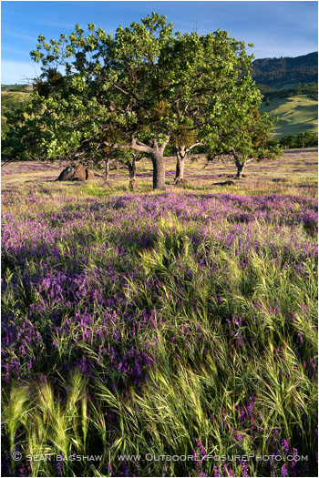 Tree in a Vetch Field Stock Image, Ashland, Oregon Tree in a Vetch Field Stock Image, Ashland, Oregon