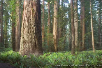 Stout Grove I Stock Images, California Stout Grove I Stock Images, California