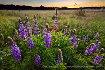 Lupine Sunrise Stock Image, Ashland, Oregon Lupine Sunrise Stock Image, Ashland, Oregon